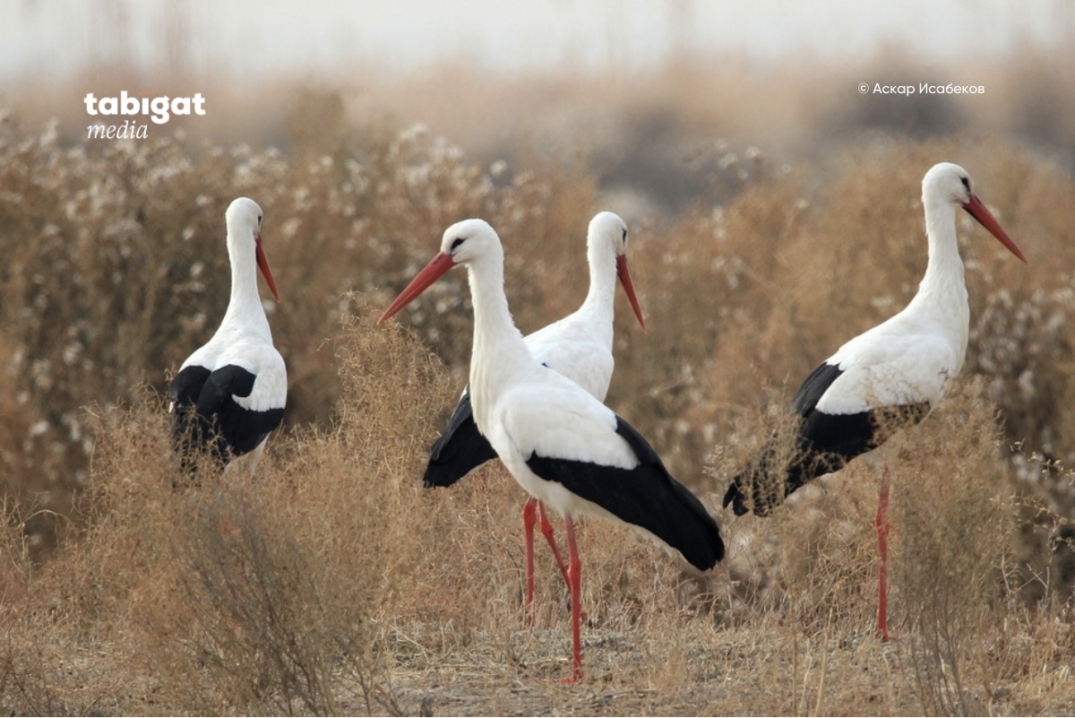 Анальды жыныстық қатынас кезінде қышу